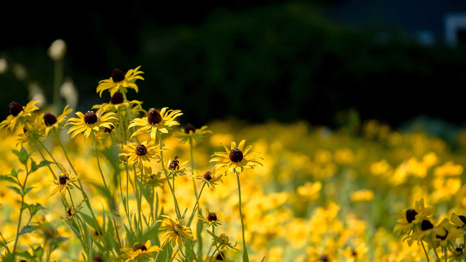 Colorful native prairie flowers and grasses in full bloom.