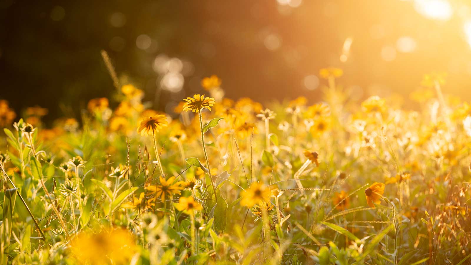 Native prairie flowers and grasses thriving in summer