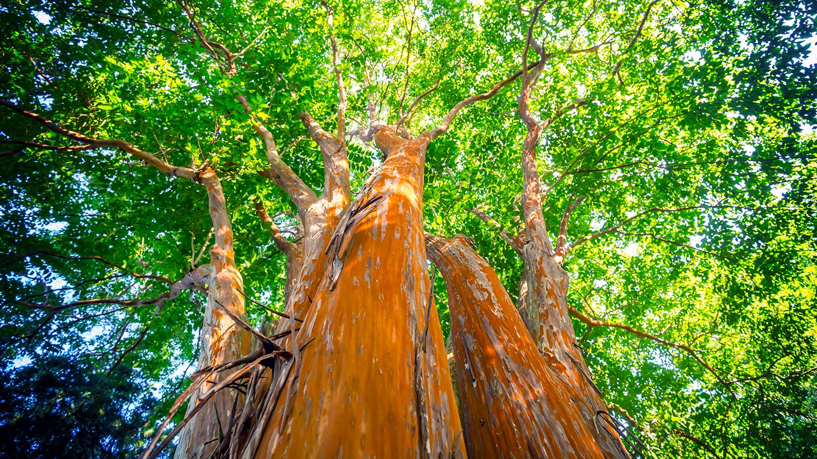 A beautiful crape myrtle tree with vibrant flowers in bloom.