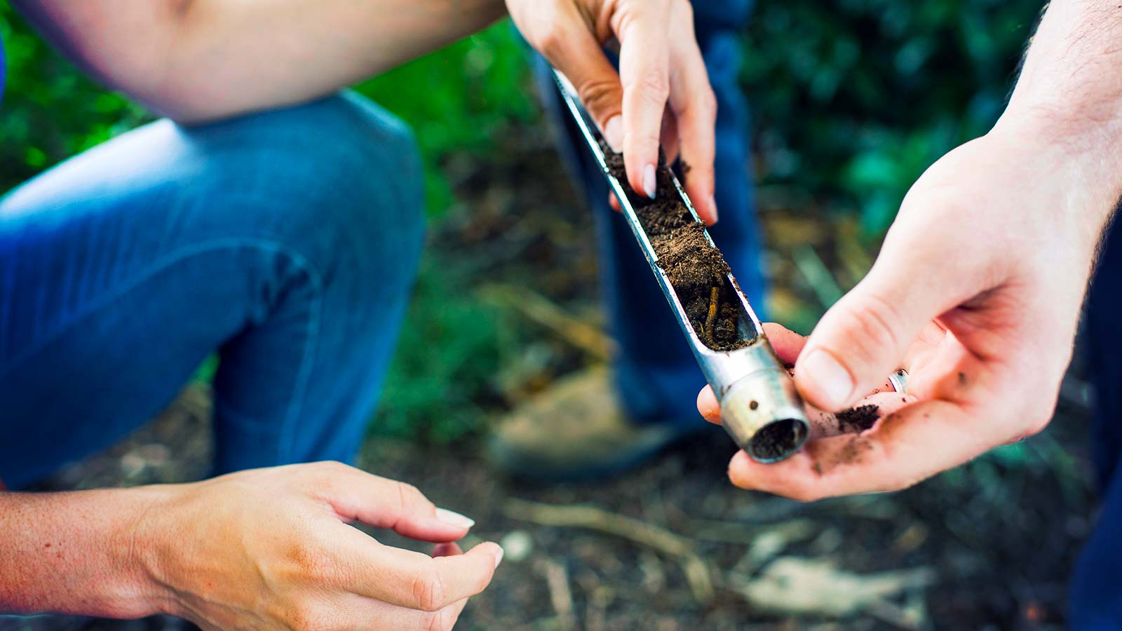 Healthy soil supporting the growth of happy, thriving trees.
