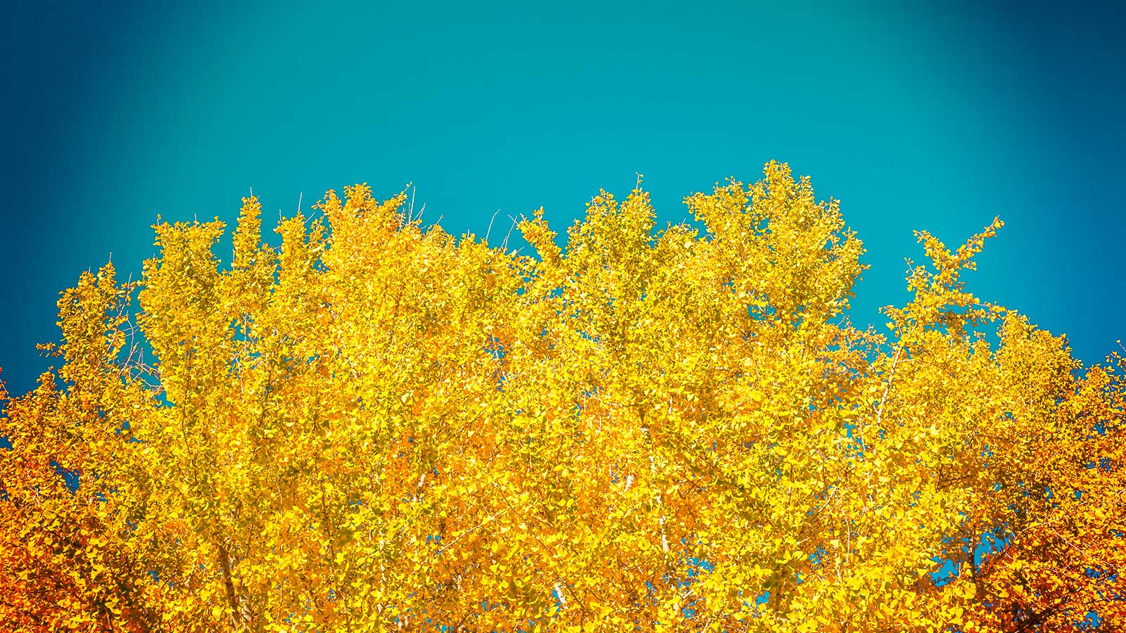 Yellow leaves from a healthy tree on a blue sky