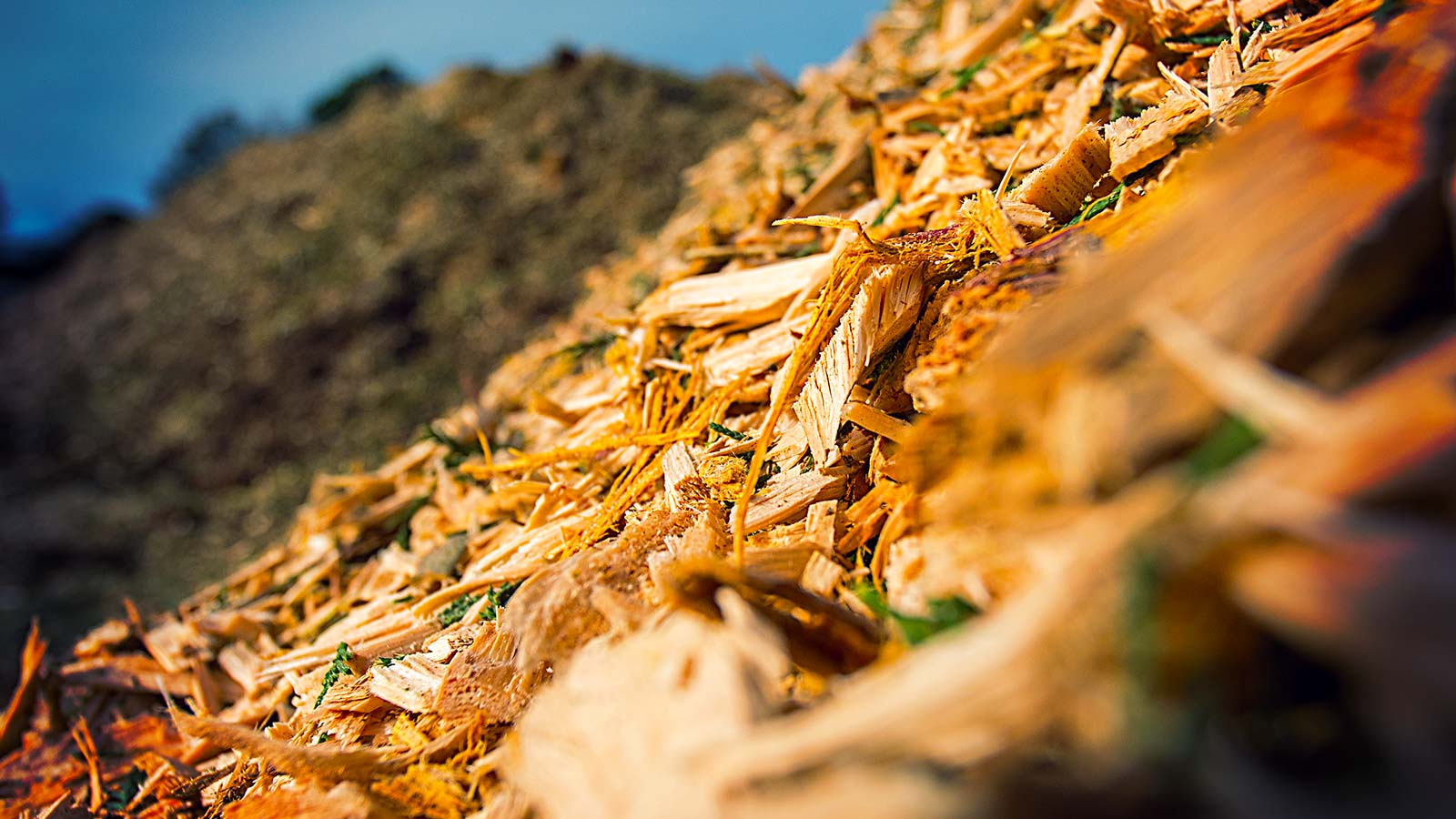 Proper mulching around trees and shrubs for health and moisture retention.