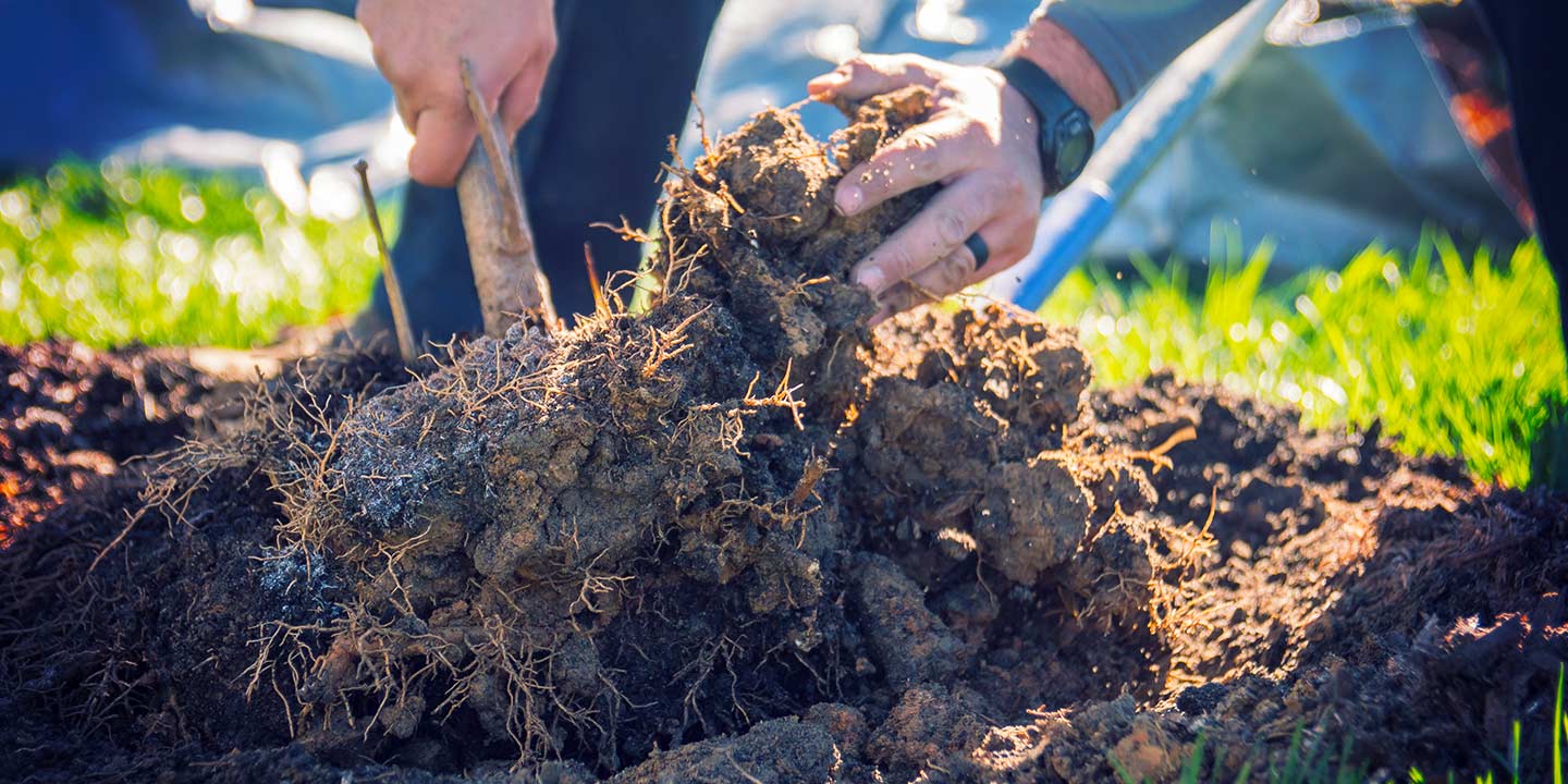 A tree being planted properly with correct depth and soil preparation.