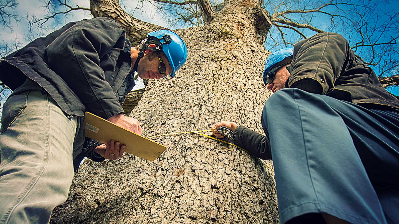 An arborist conducting a tree risk assessment and safety evaluation.