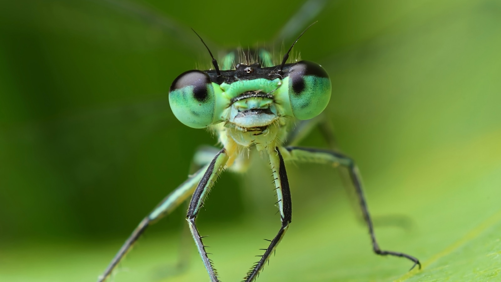 From Wasteland to Wonder book cover promoting Earth healing.