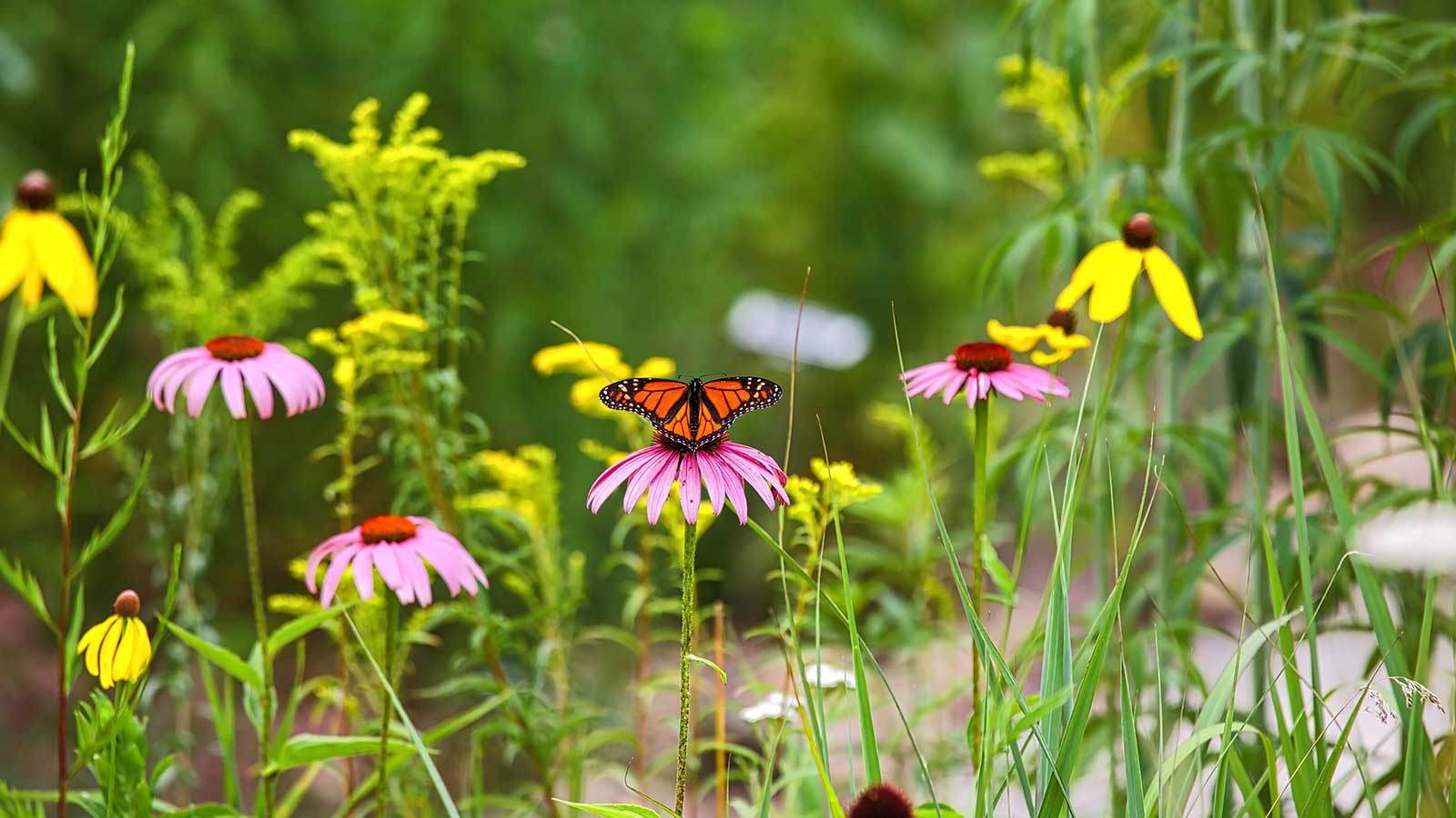 A piedmont prairie with native grasses and wildflowers.