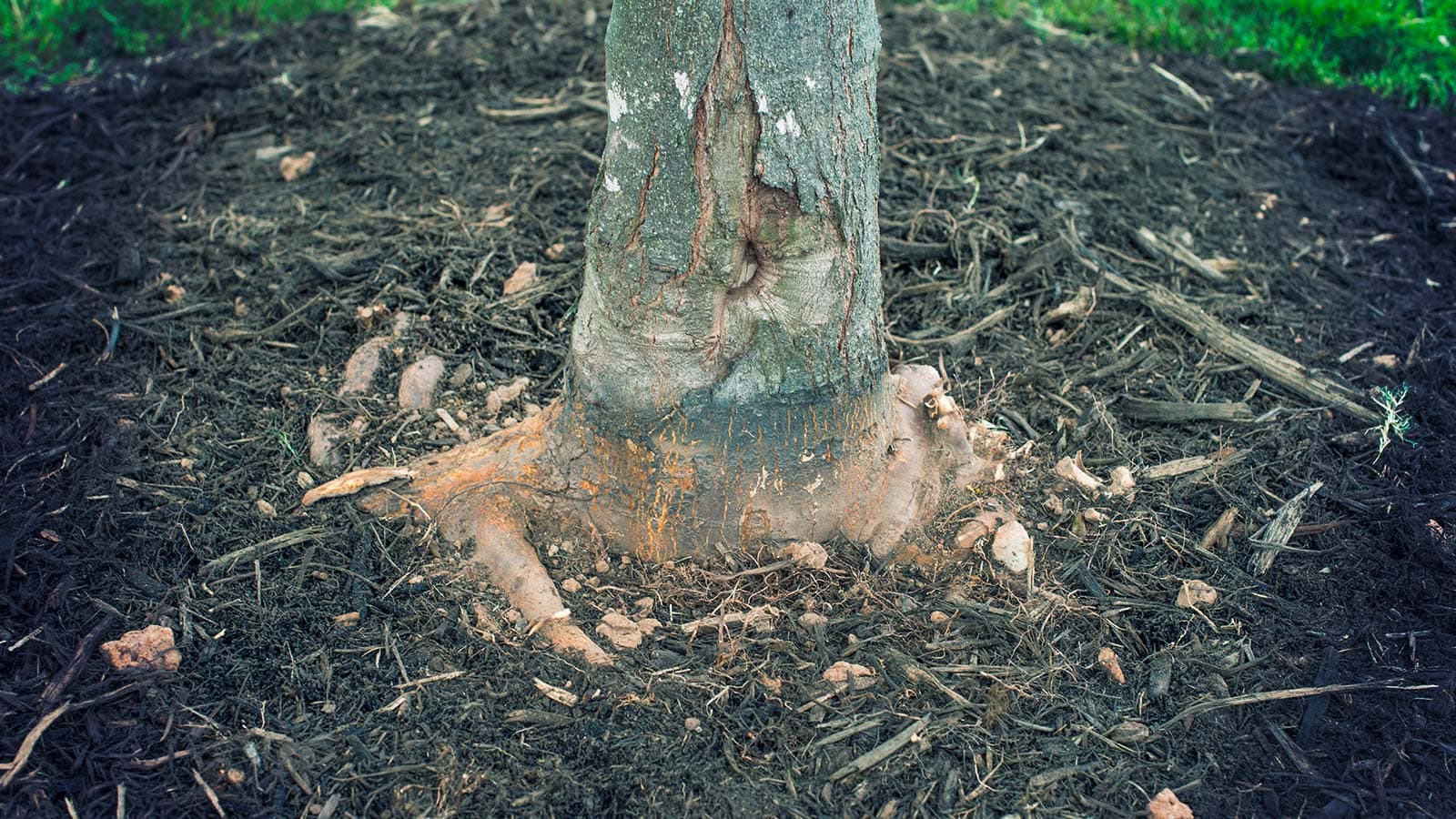 Healthy root collar after excavation