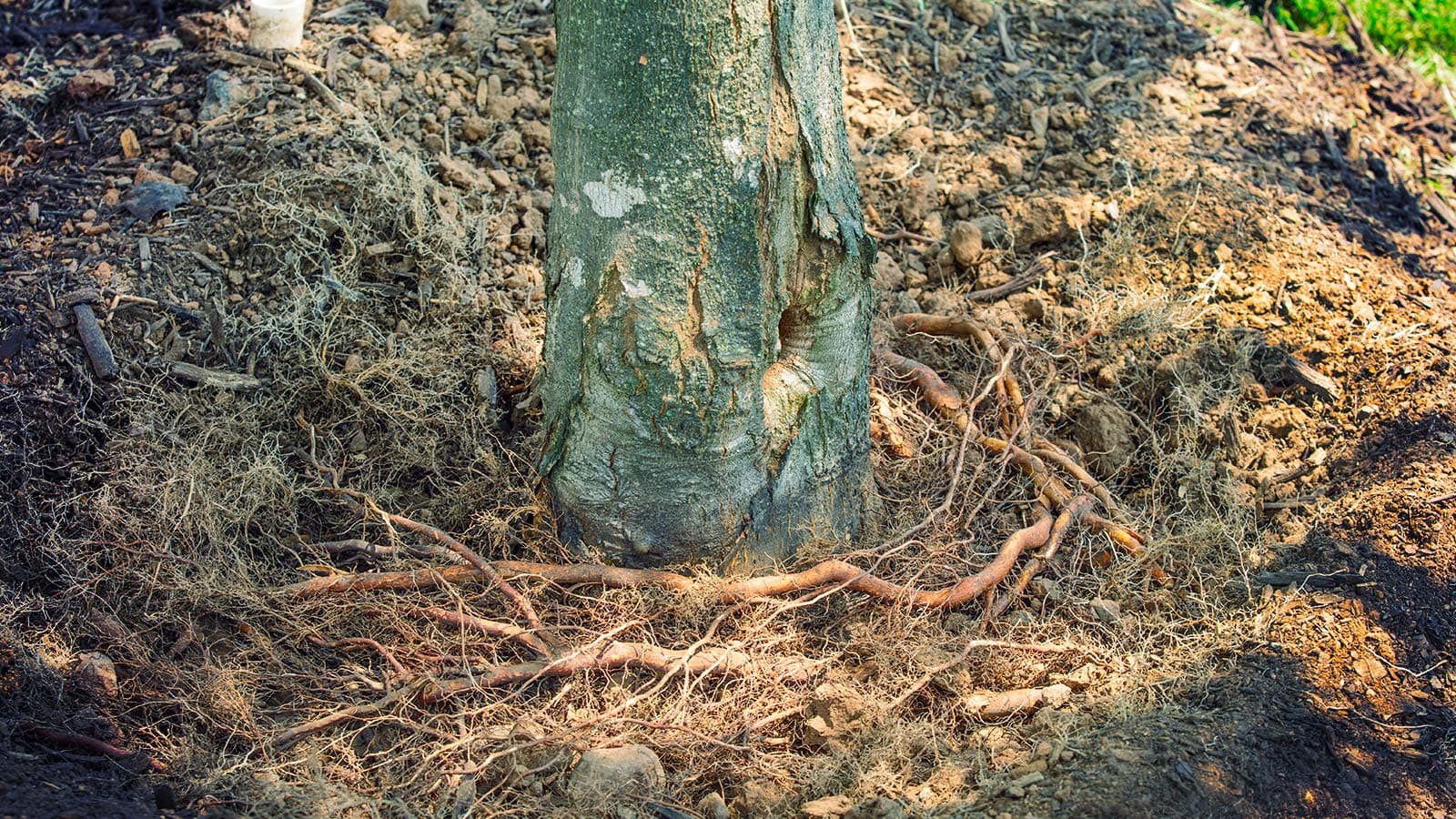 Mulch piled around tree trunk, causing root collar issues