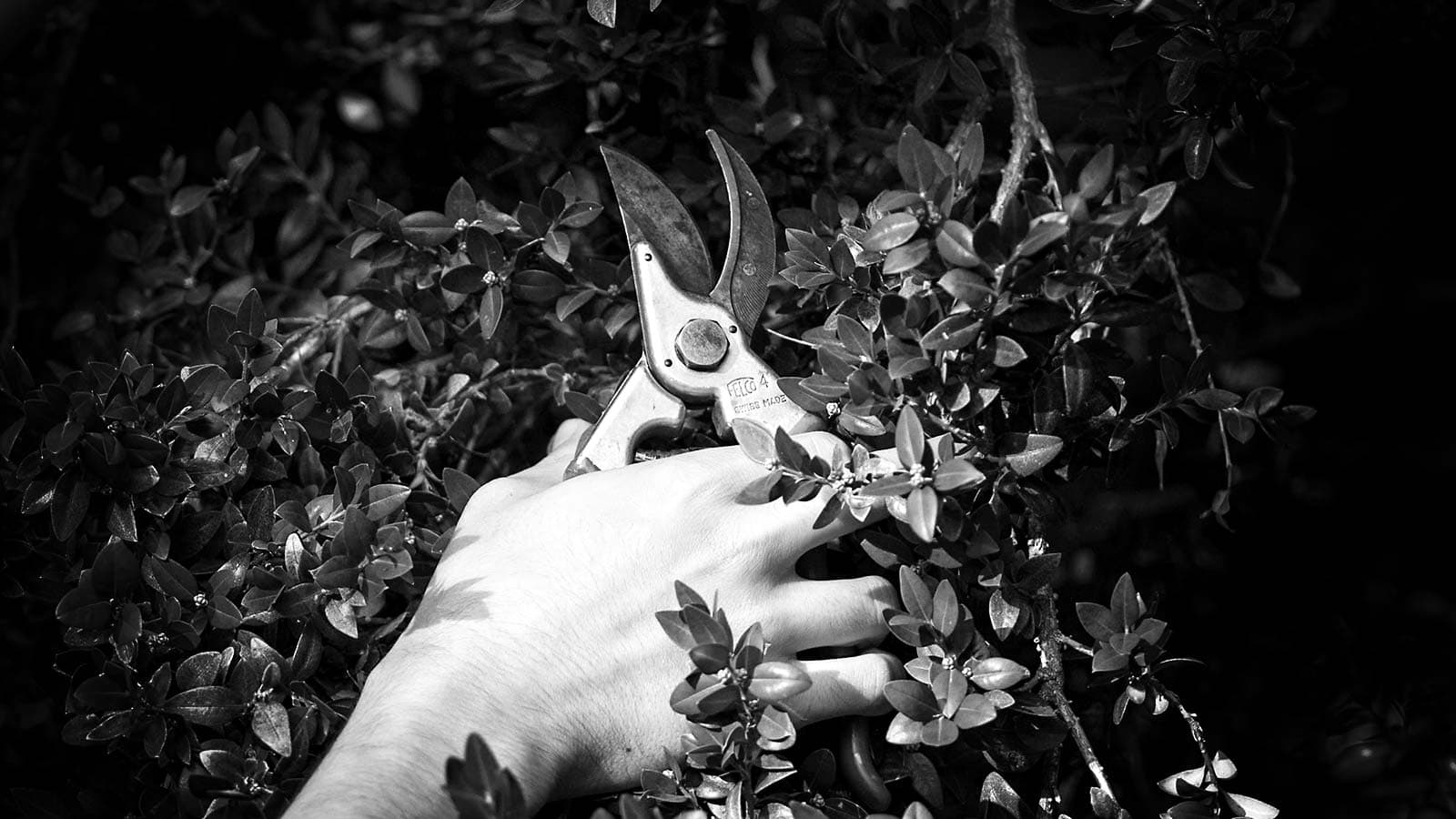 hand using pruning shears on a bush