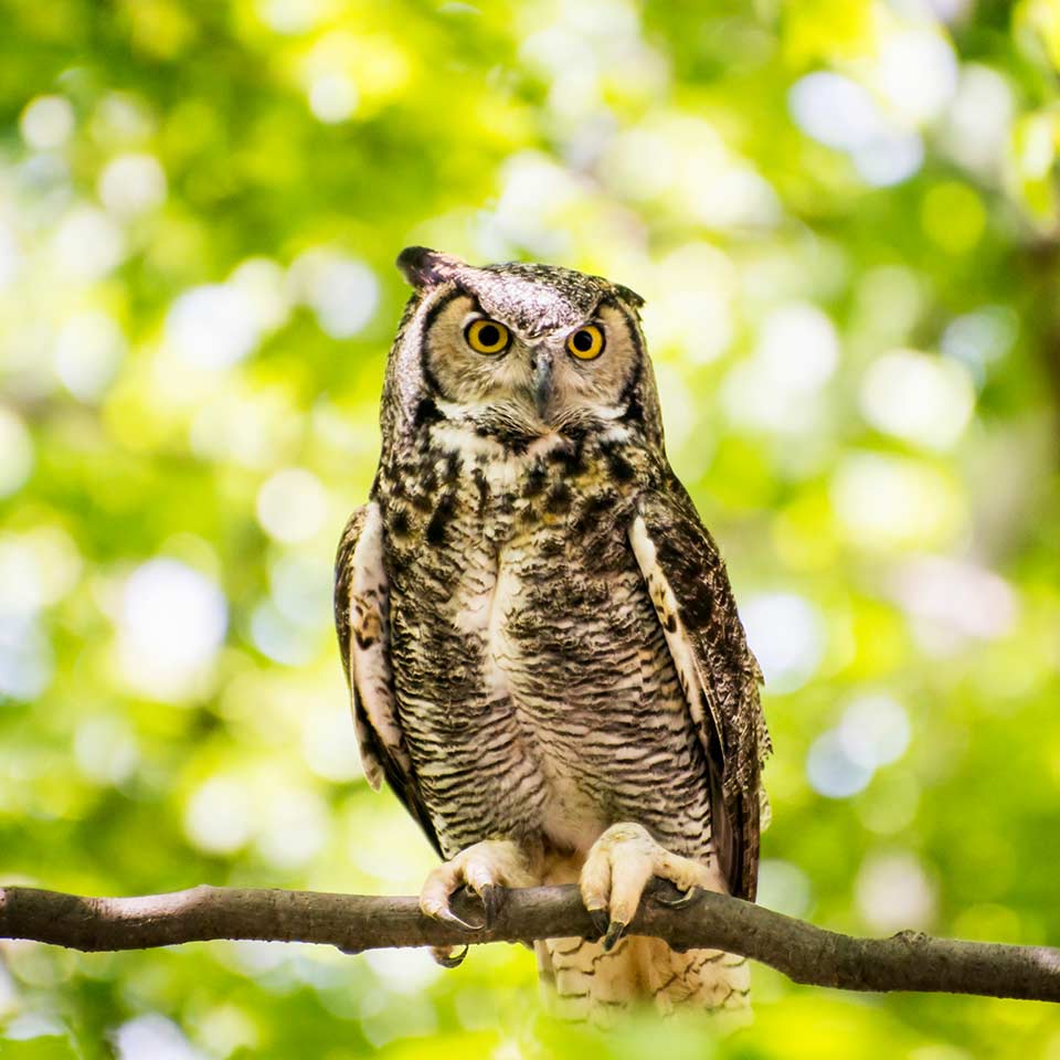 owl in a tree