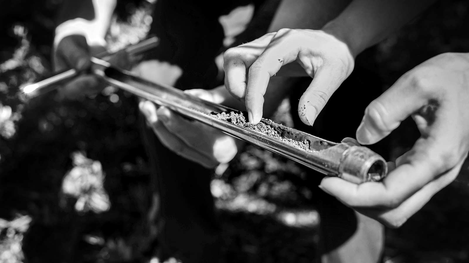 Compacted soil being aerated for tree health