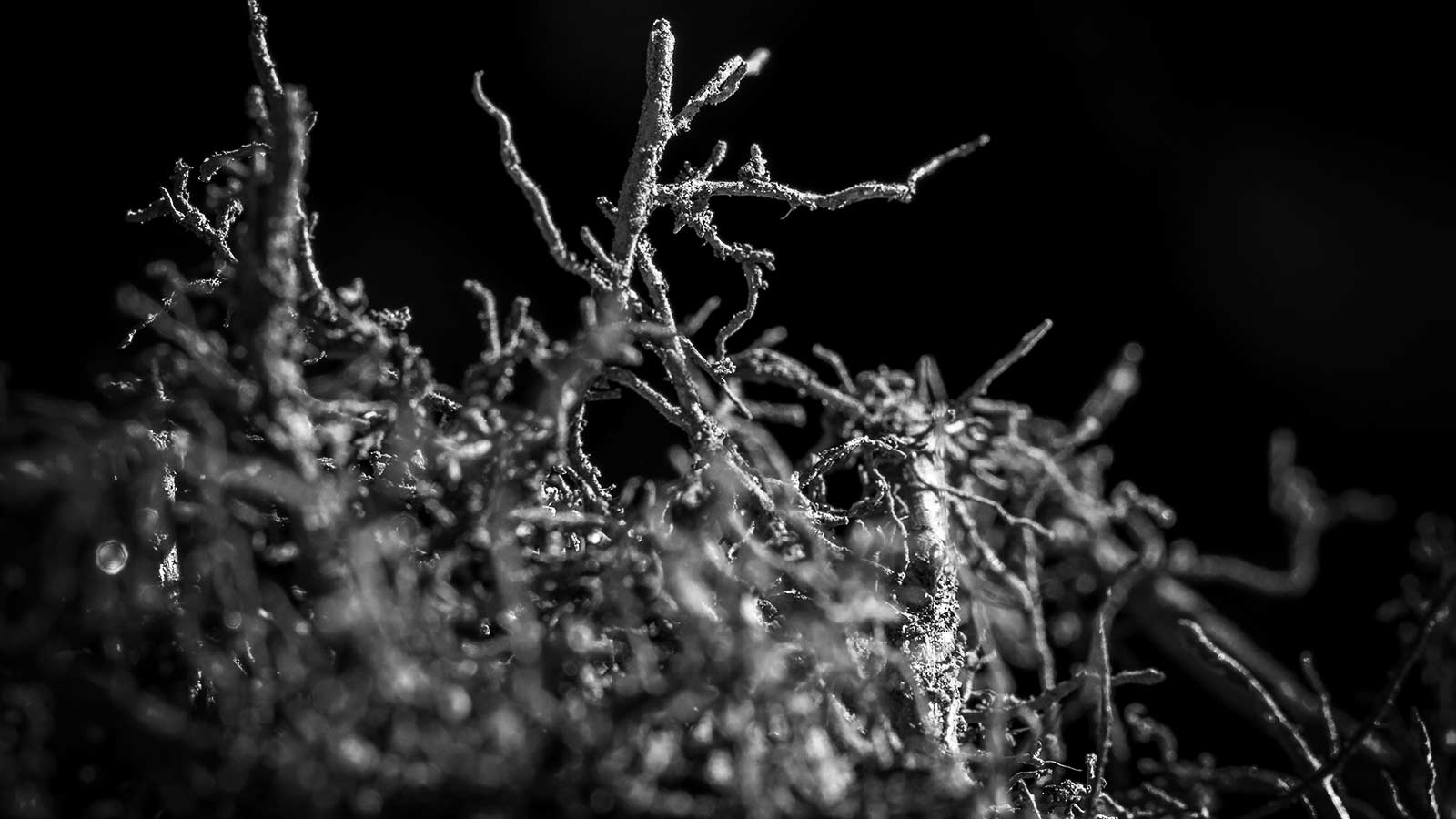 Soil food web after deep root fertilization