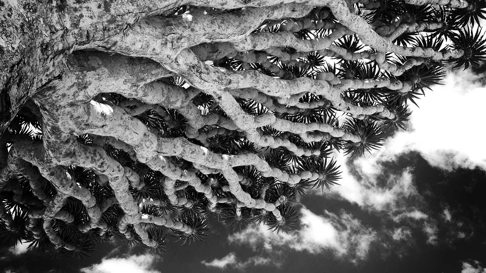 Dragon's Blood Tree (Dracaena Cinnabari) with umbrella-shaped canopy