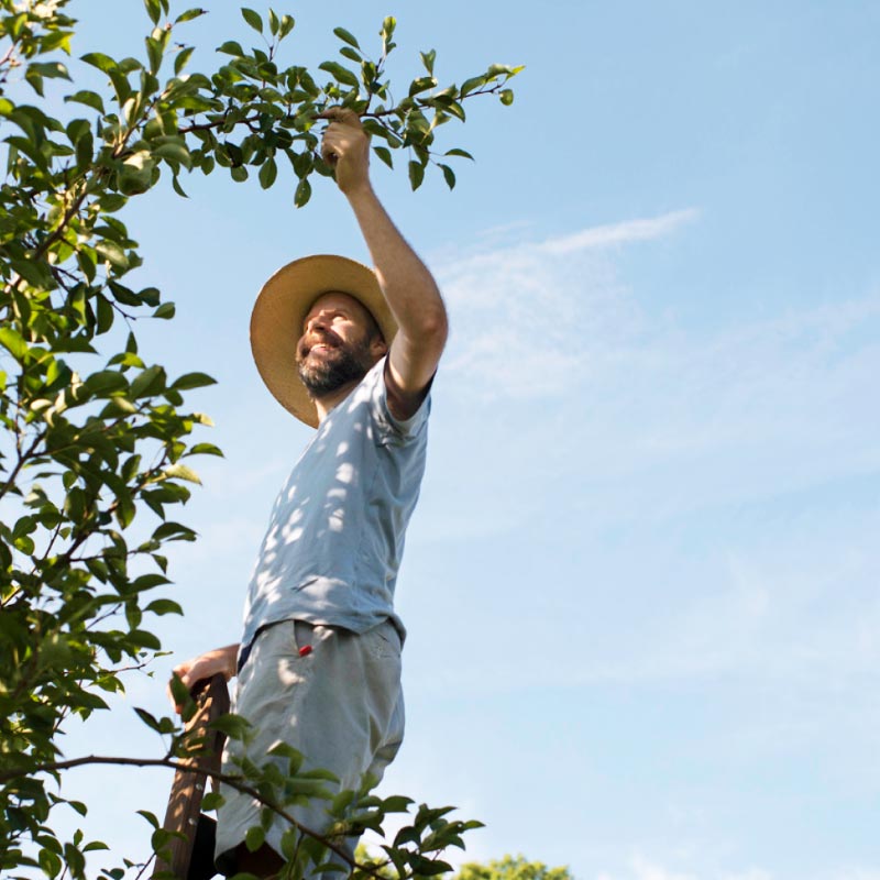 Ebook cover for tree care guide