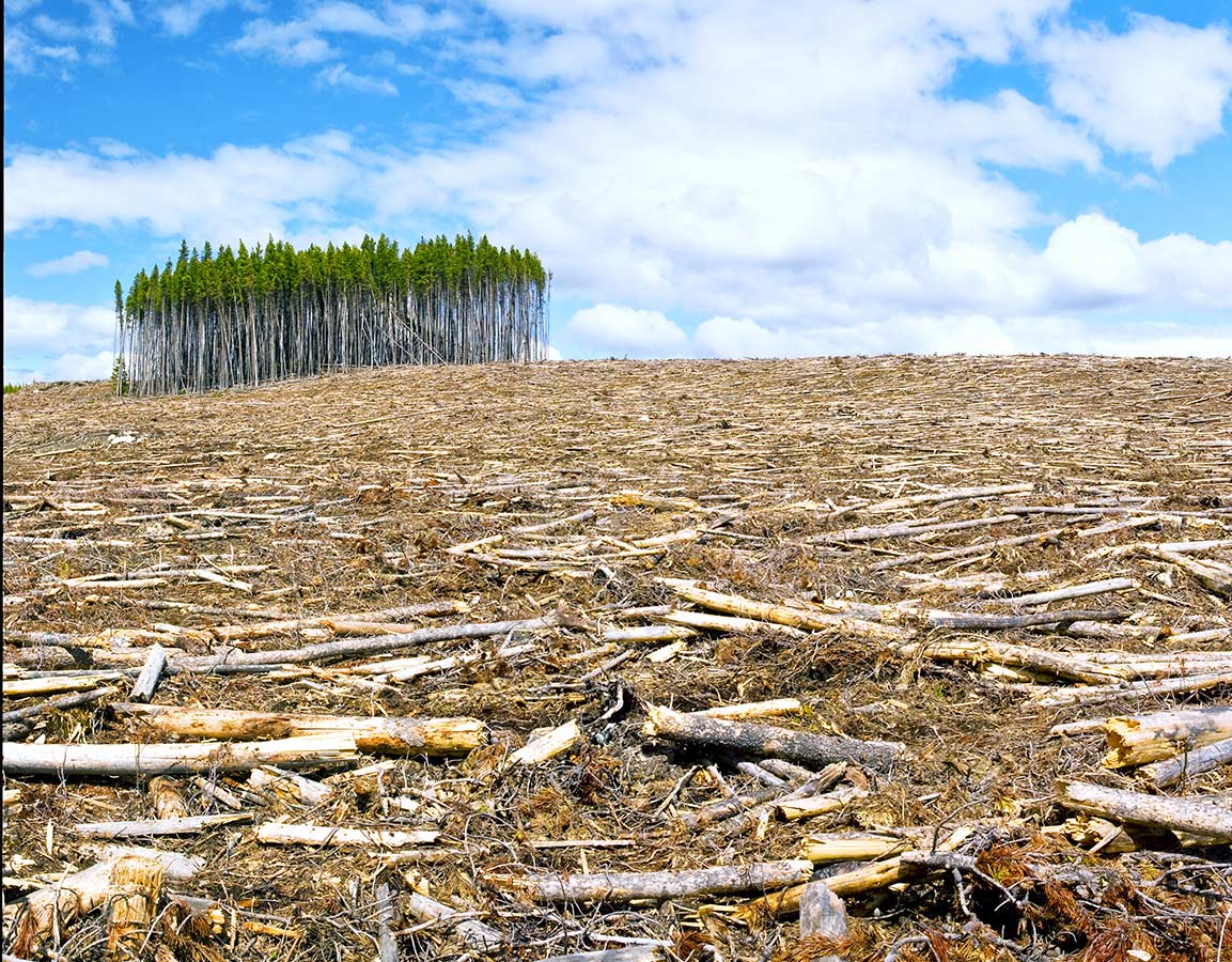 Deforestation from clearcutting a forest with limbs covering the ground