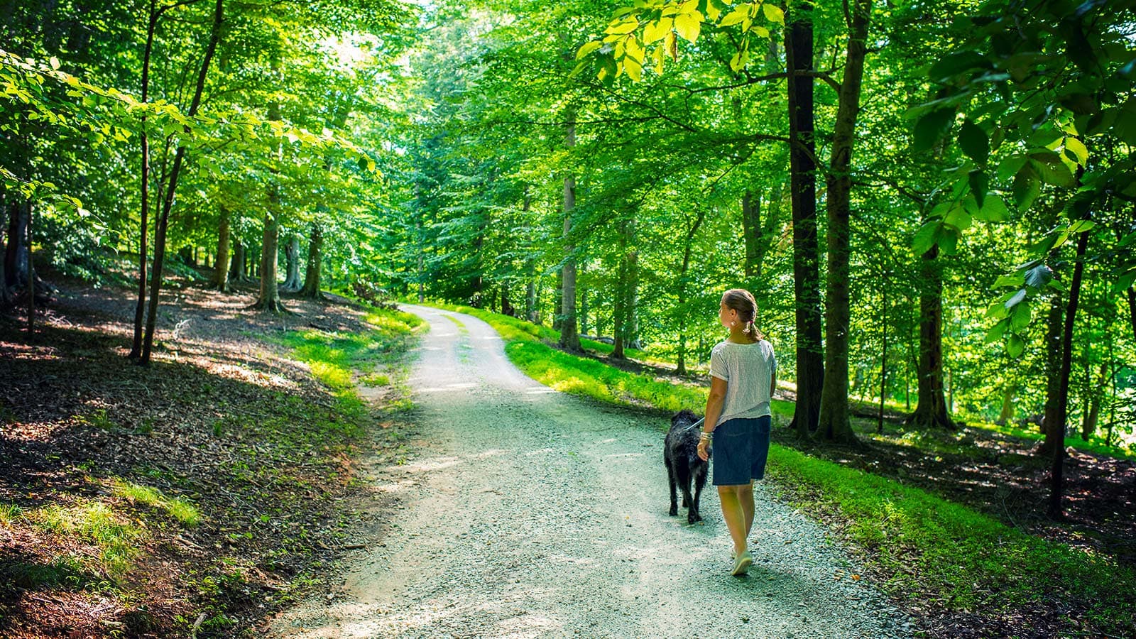Tree inspection, checking for pests and disease