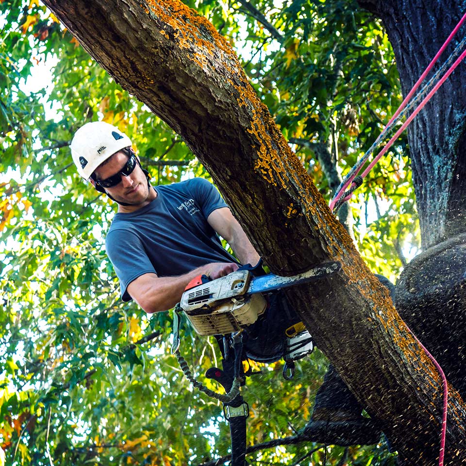 Arborist suspended in a tree using a chainsaw to remove a limb