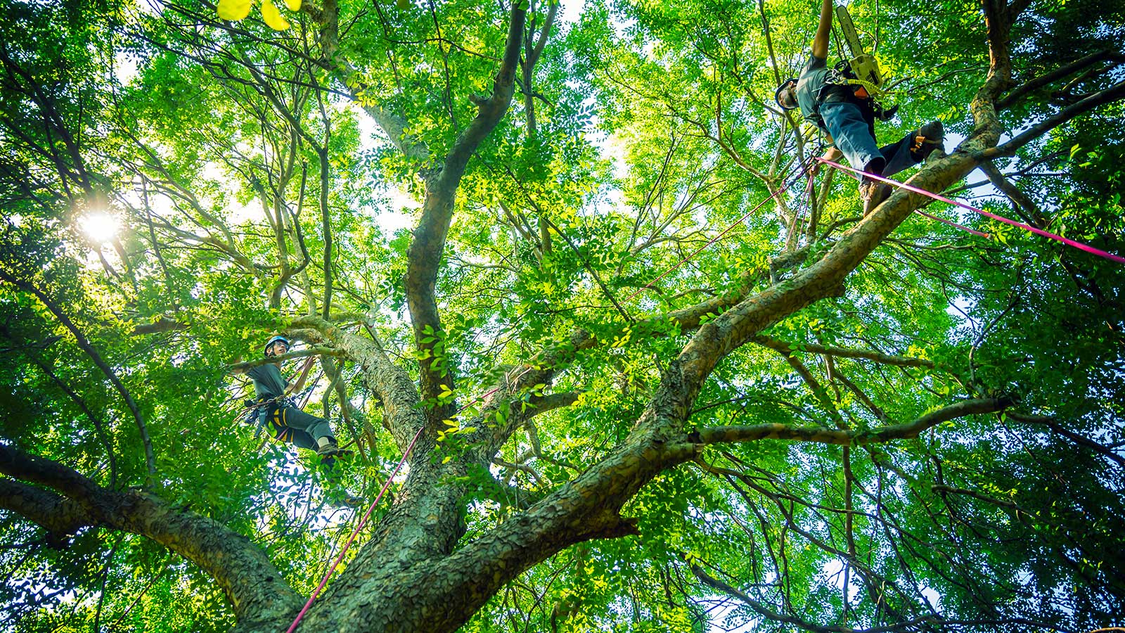 Tree worker walking on a branch high above the ground
