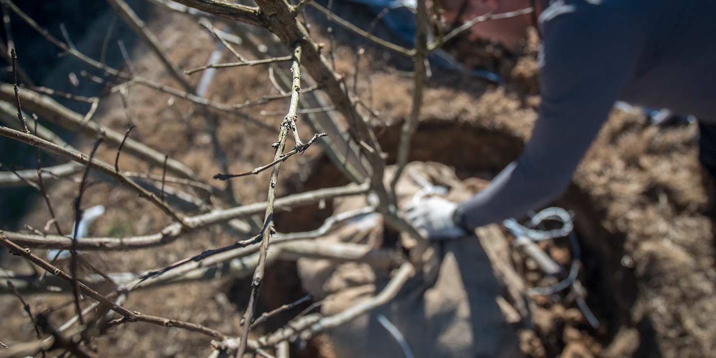 Tree planting service, young tree being planted