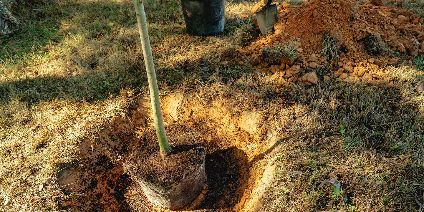 Tree planting service, team planting multiple trees
