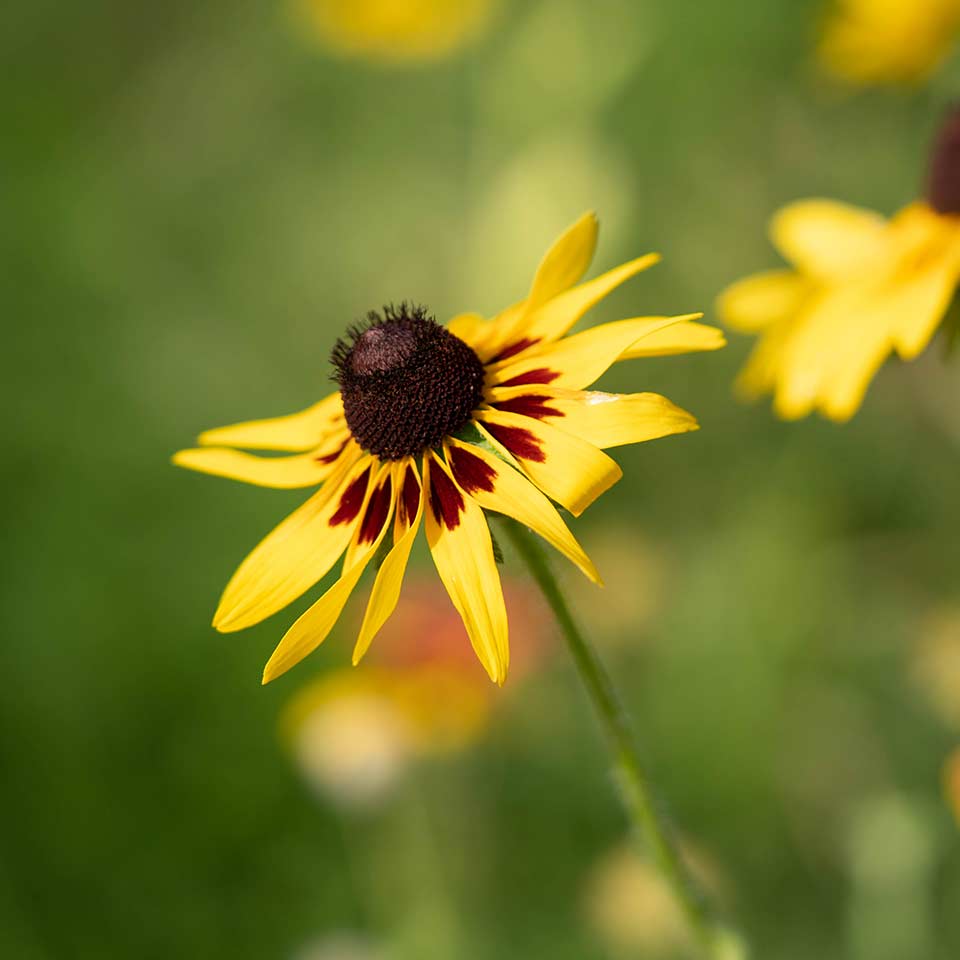 Prairie landscape with native grasses and flowers