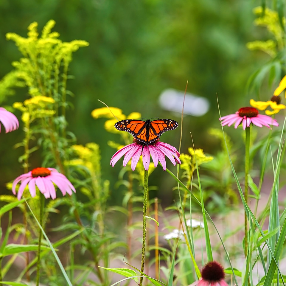 Prairie landscape with wildflowers and trees