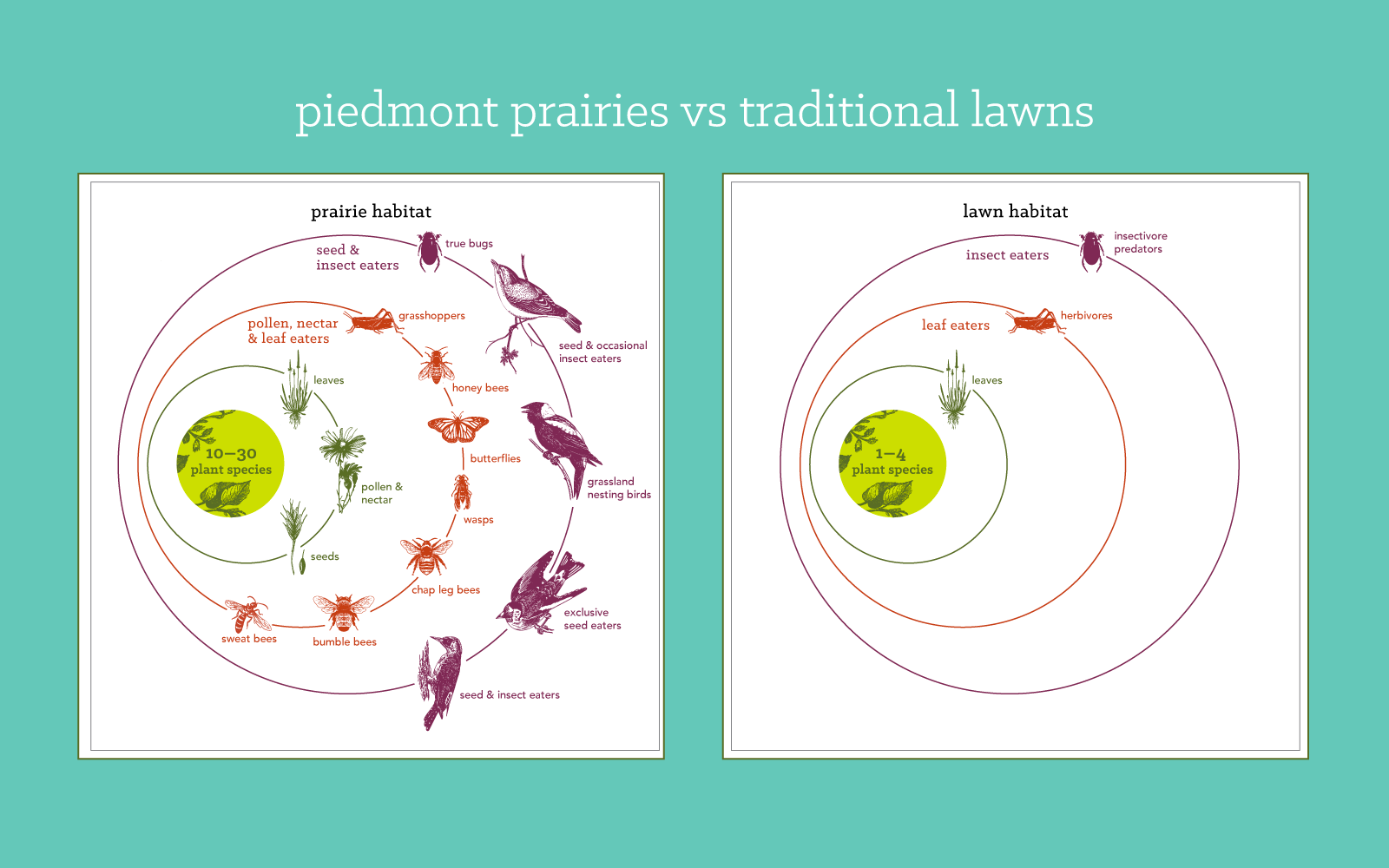 Diagram of piedmont praiies vs traditional lawns, showing the enhanced habitat biodiversity of prairies at 10-30 plant species supporting many types of other plants, insects, and birds