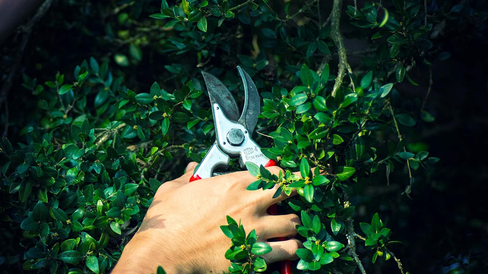 Tree pruning service, before and after comparison