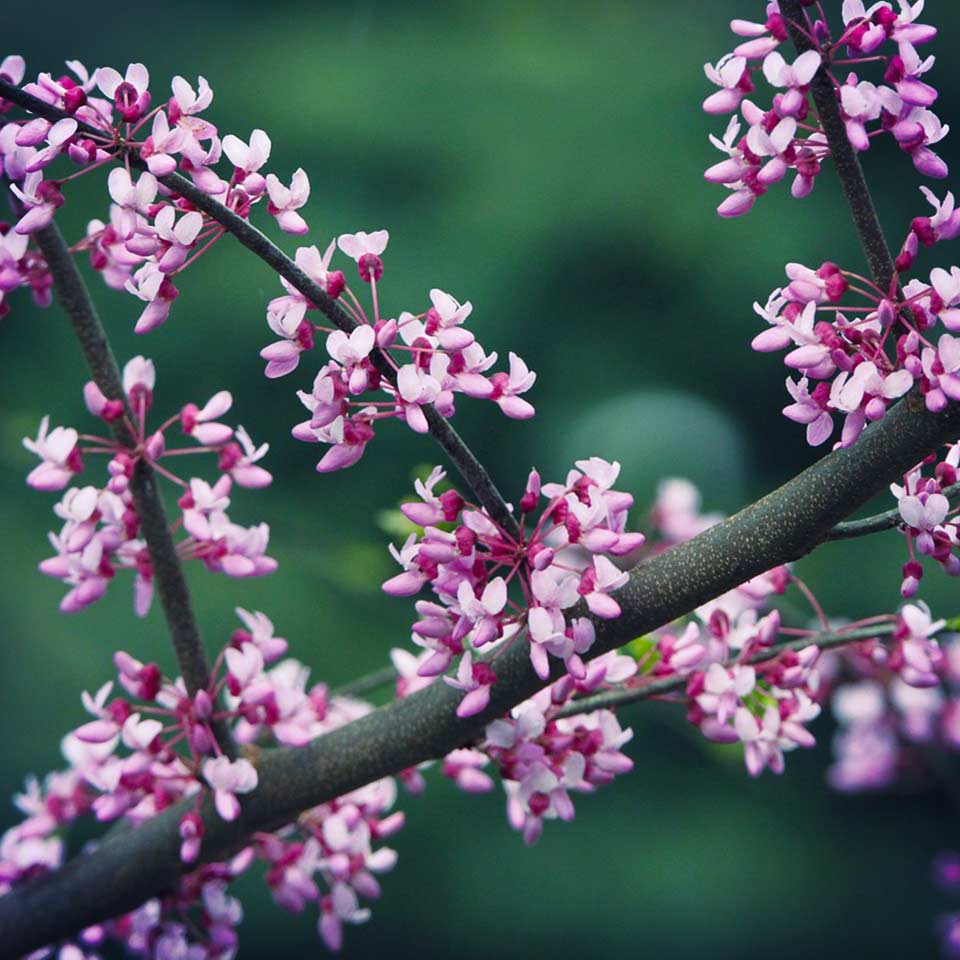 Redbud tree in bloom