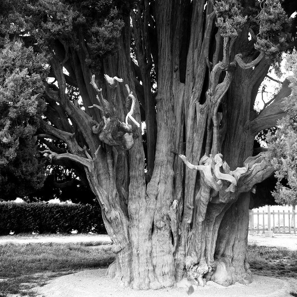 Sarv-e Abarqu, ancient cypress tree in Iran