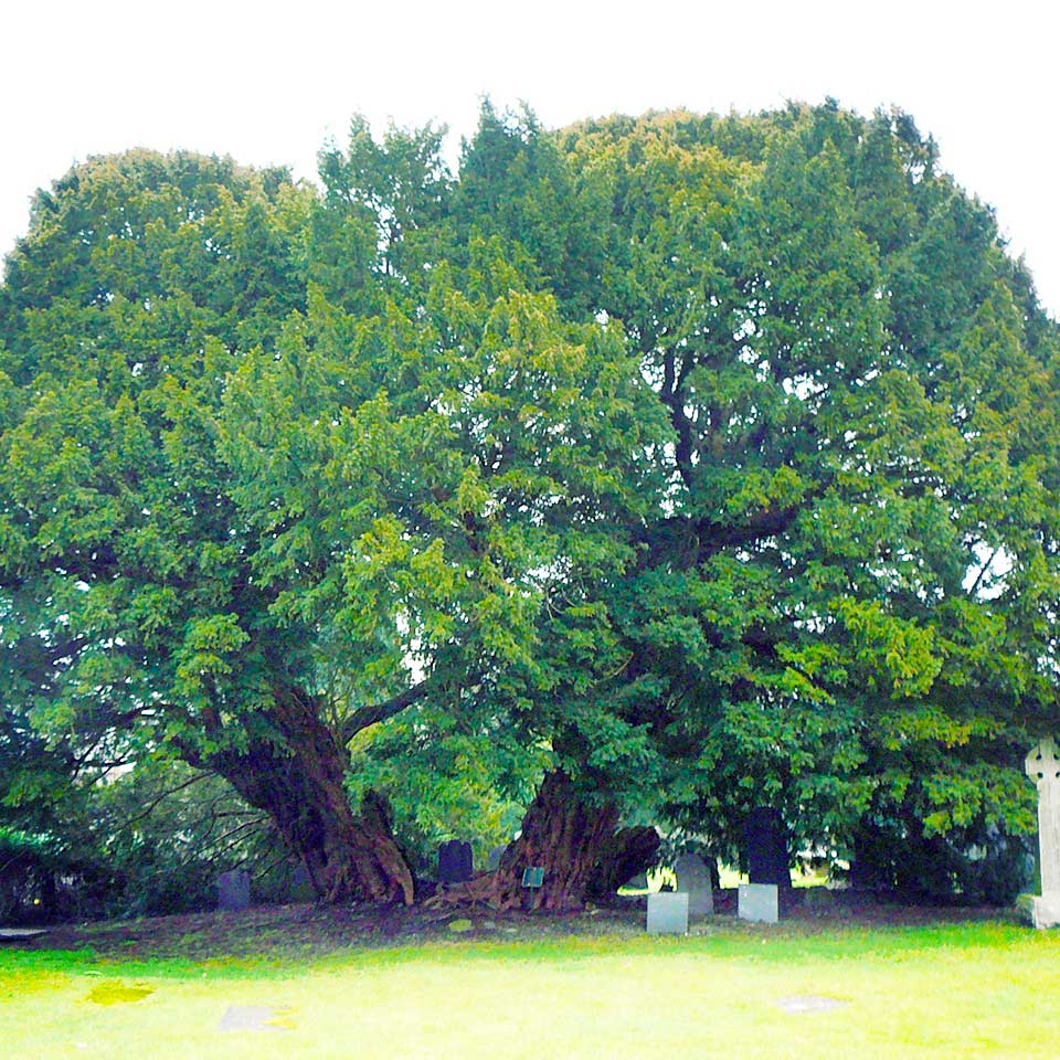 Llangernyw Yew, ancient yew tree in Wales