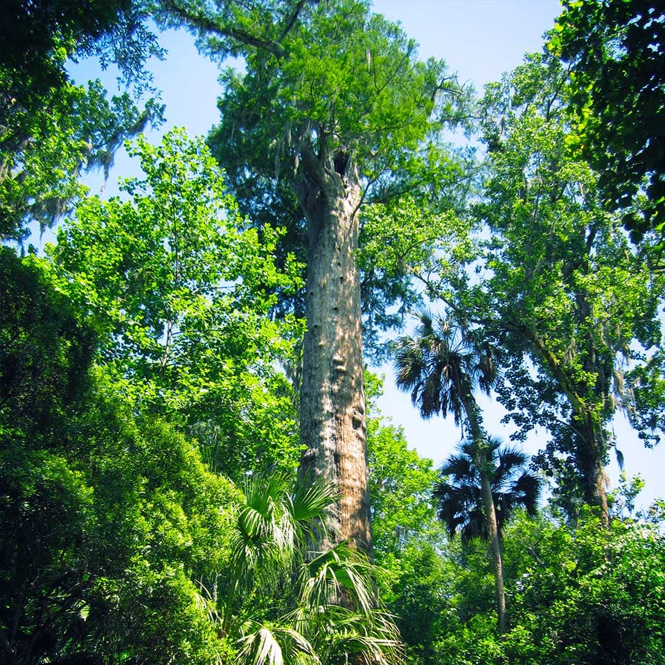 The Senator, ancient bald cypress in Florida