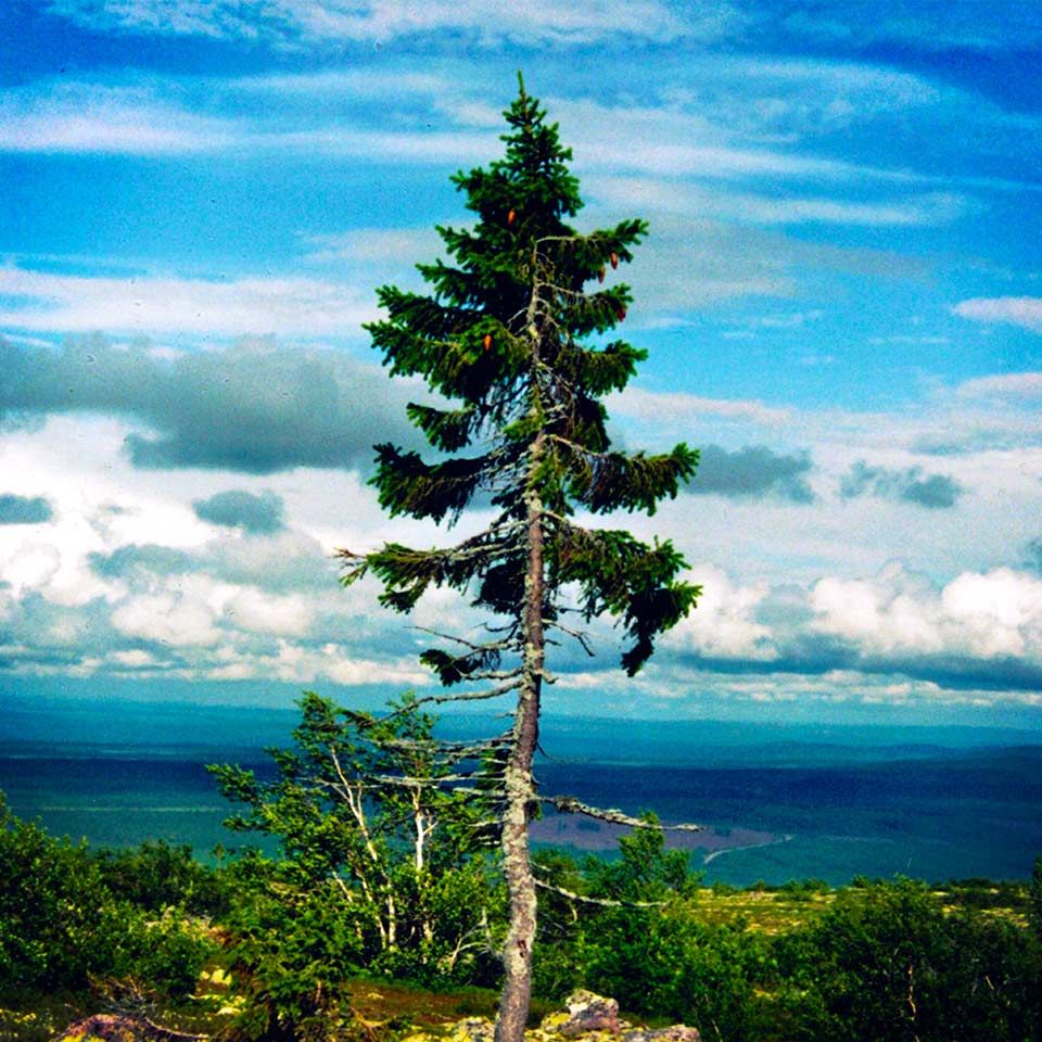 Old Tjikko, ancient Norway spruce in Sweden