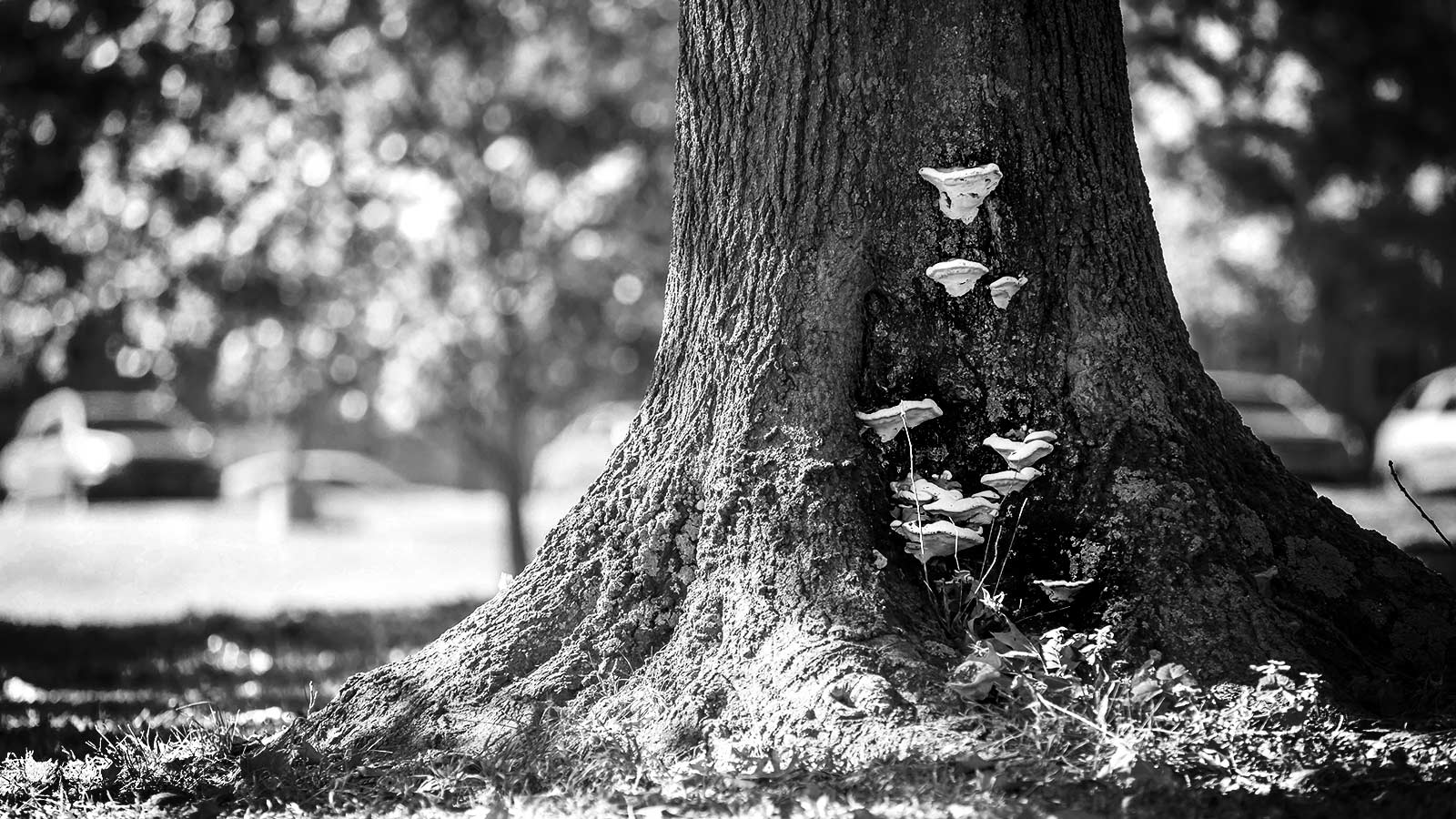 Tree care professional examining a declining tree