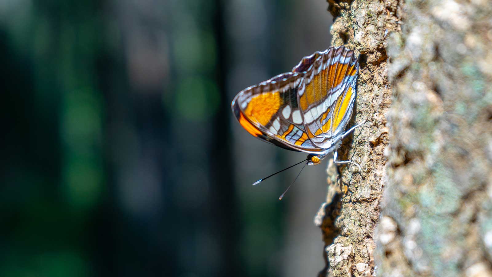 Native trees supporting butterflies and wildlife in the landscape.