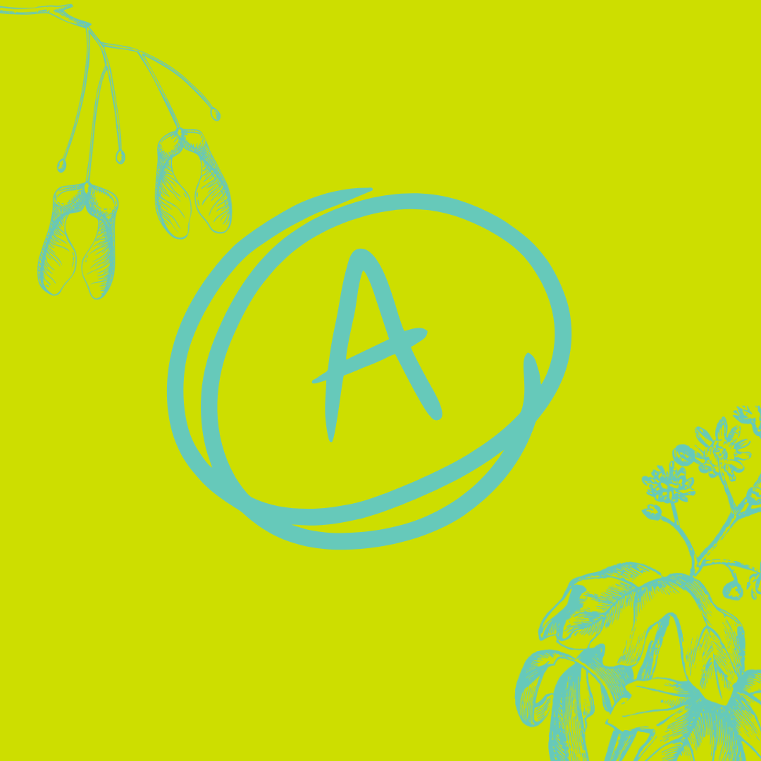 Used for very mature or veteran trees. Involves reducing the size of the crown by removing declining or dead limbs while encouraging growth closer to the trunk, helping the tree transition to a smaller, sustainable form. Suitable for trees showing high vitality.