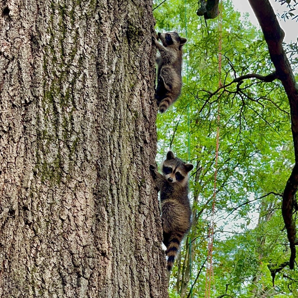 Two baby raccoons climbed down to say hello to the crew and thank them for taking care of their home, a Willow Oak.