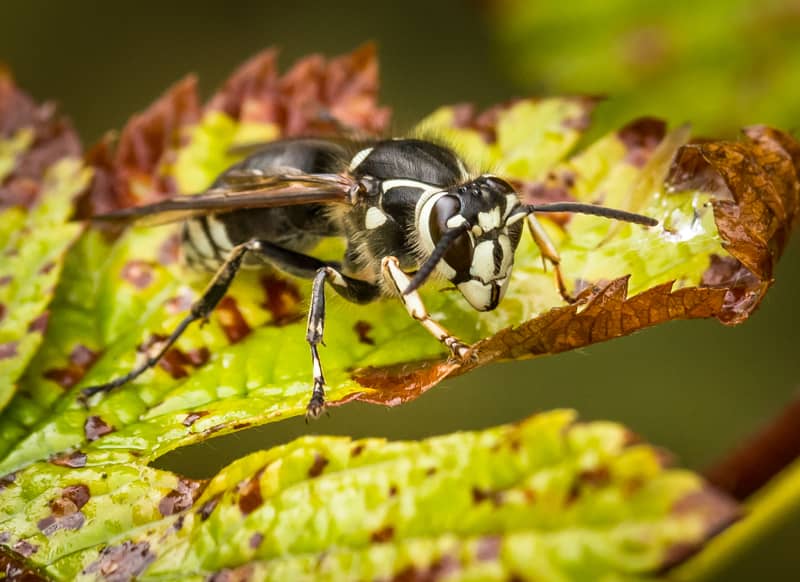 bald-faced hornet