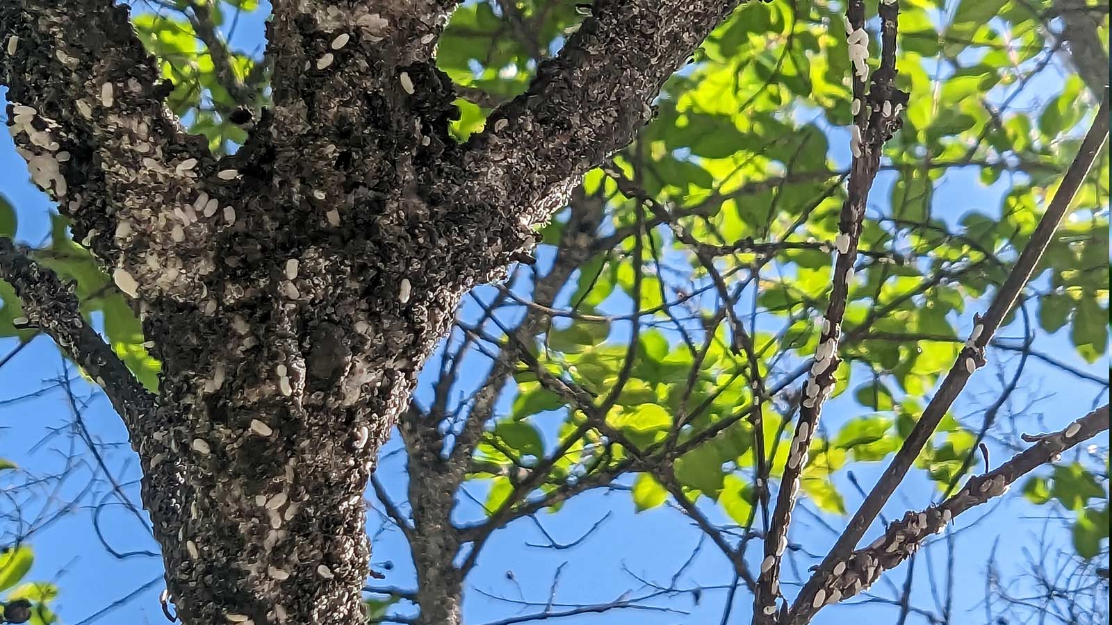 Close-up of Crape Myrtle Bark Scale infestation on tree bark