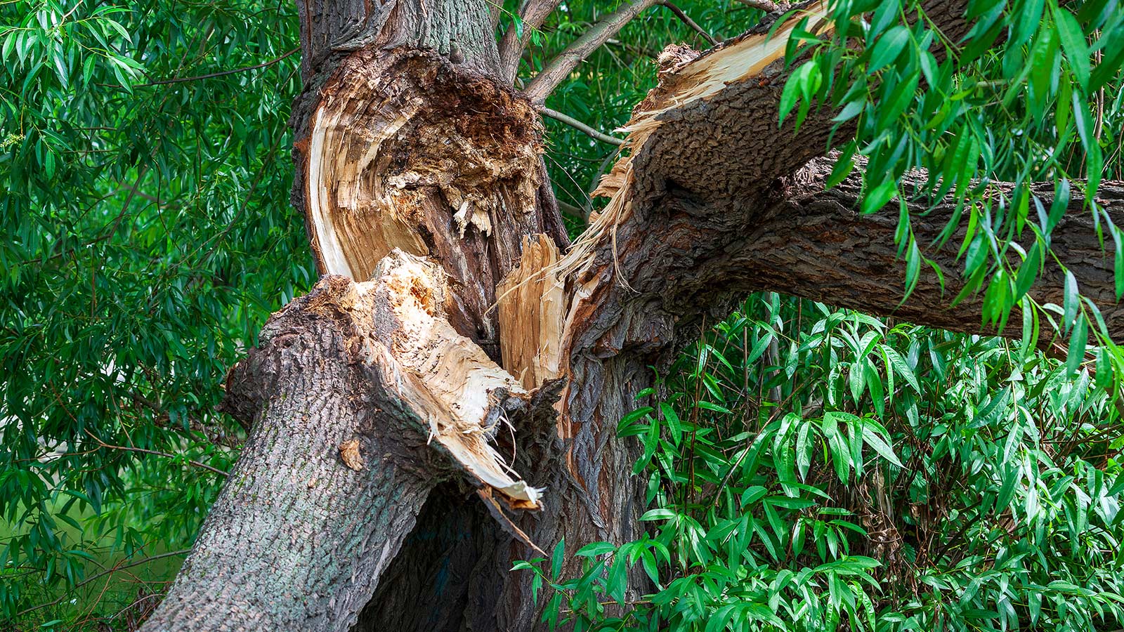 A tree branch that has broken