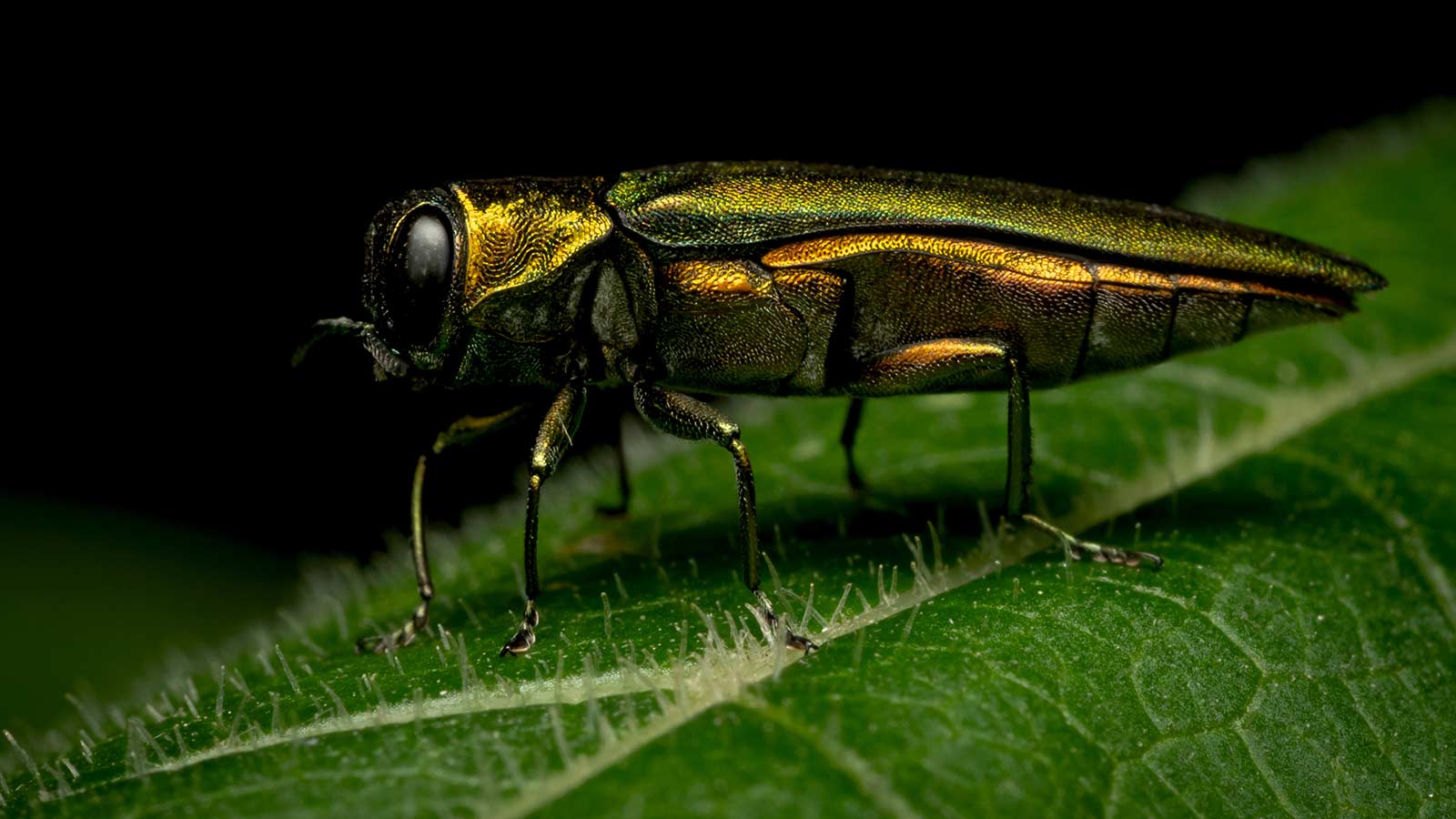 Close-up of an emerald ash borer on a black background.
