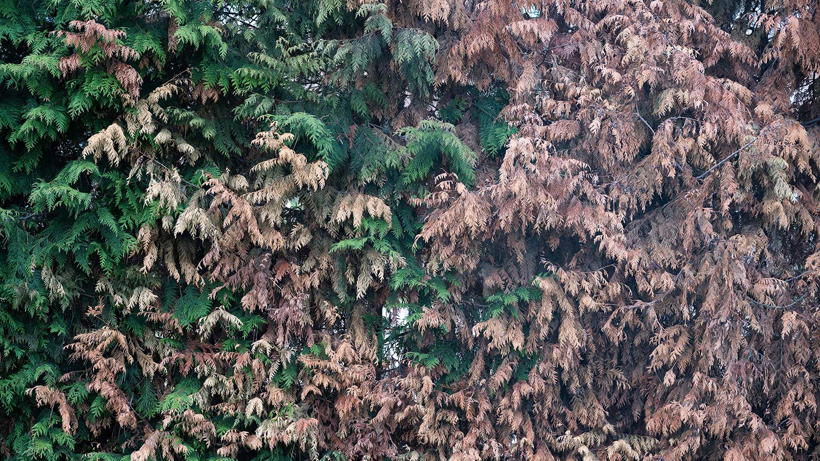 Dried out leaves turning brown.