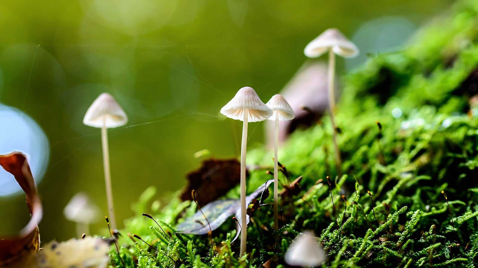 Close-up of fungi and mushrooms in nature