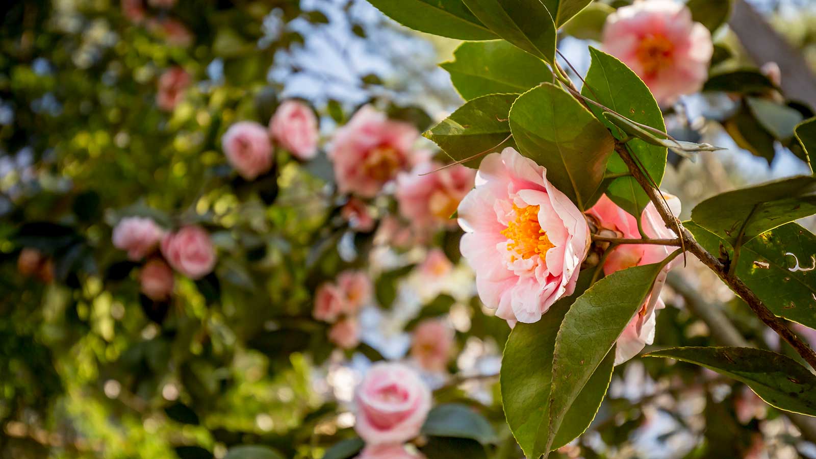 Rose blooms showing the right tree in the right place for optimal growth.