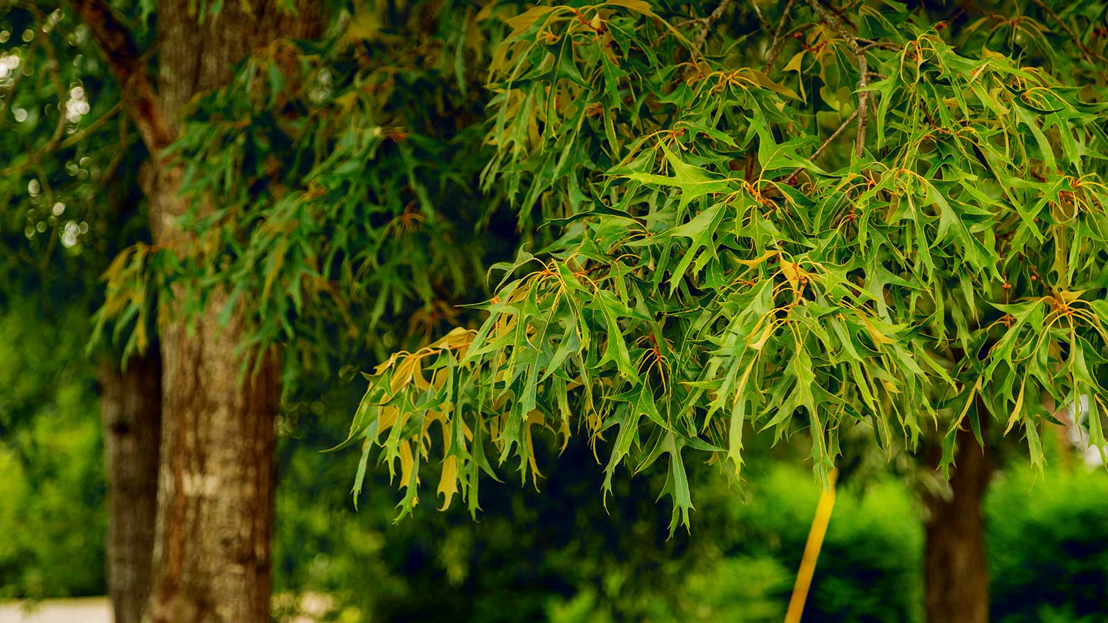 Healthy tree demonstrating a balanced of nutreints for healthy growth