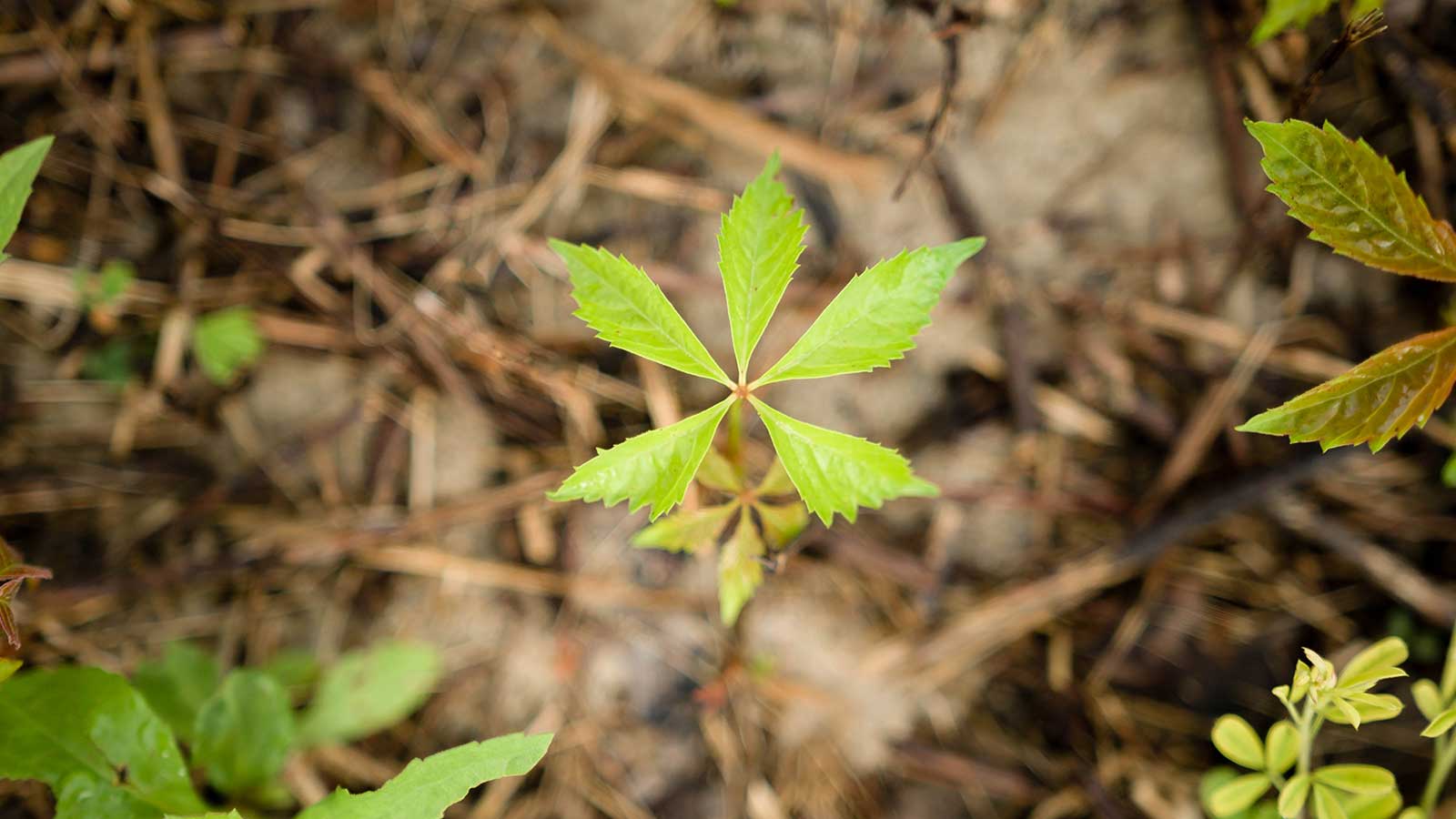 Virginia creeper vine, among native trees thriving in North Carolina landscapes.