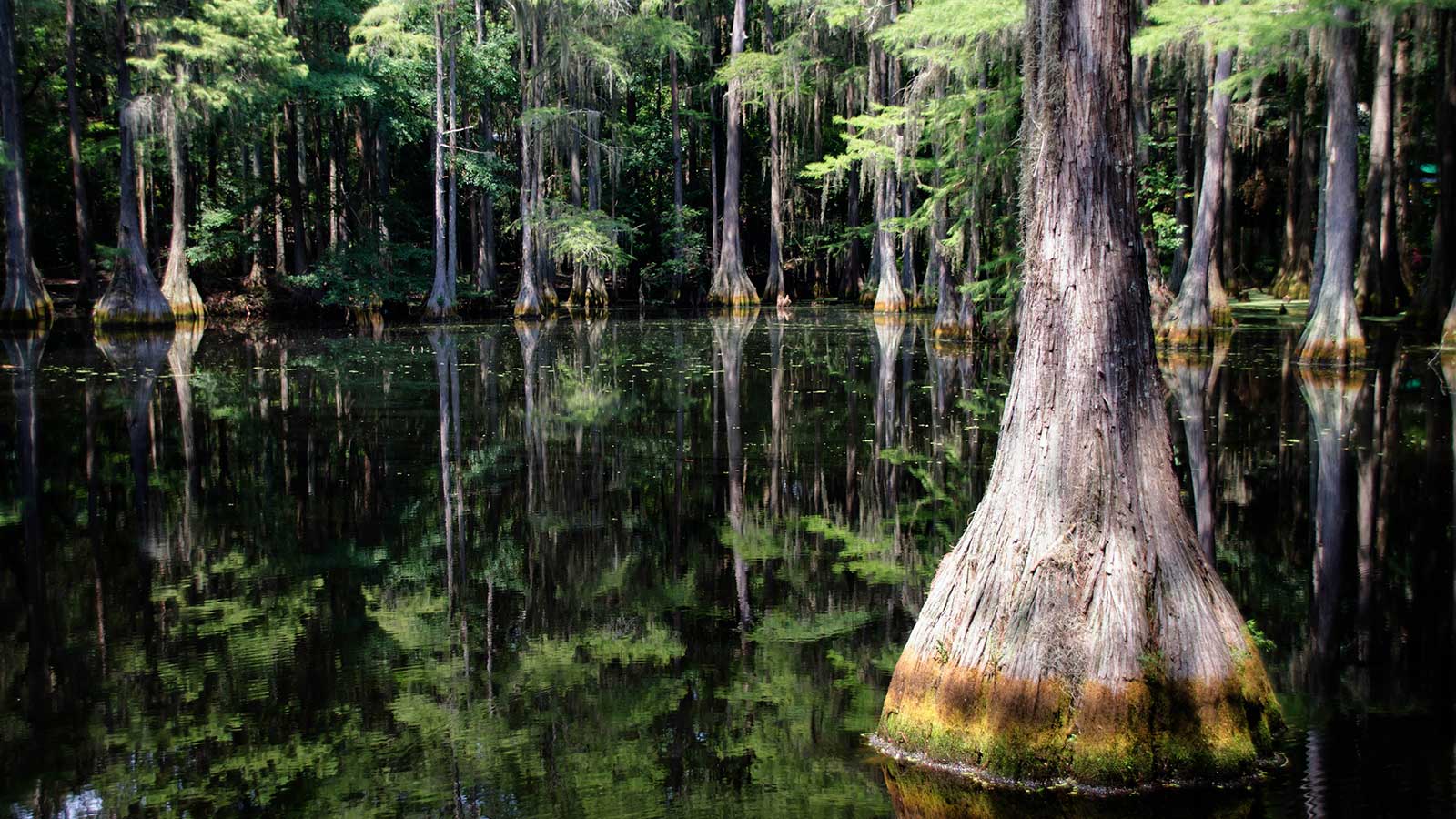 Ancient bald cypress trees in a southern swamp landscape.