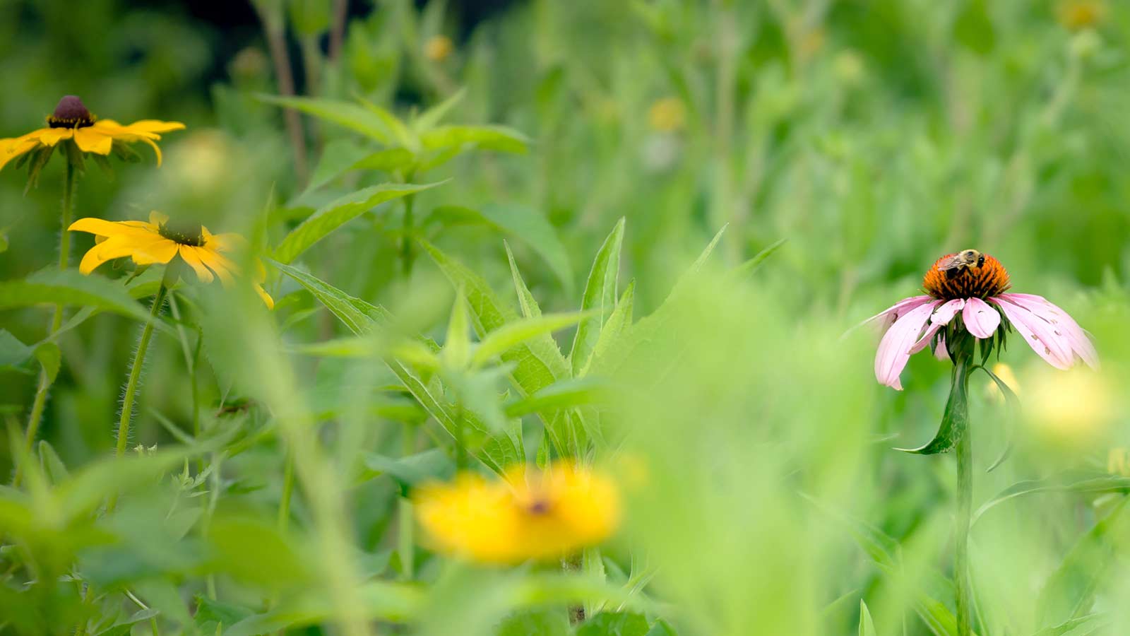 Colorful prairie flowers and grasses in full bloom under sunlight.