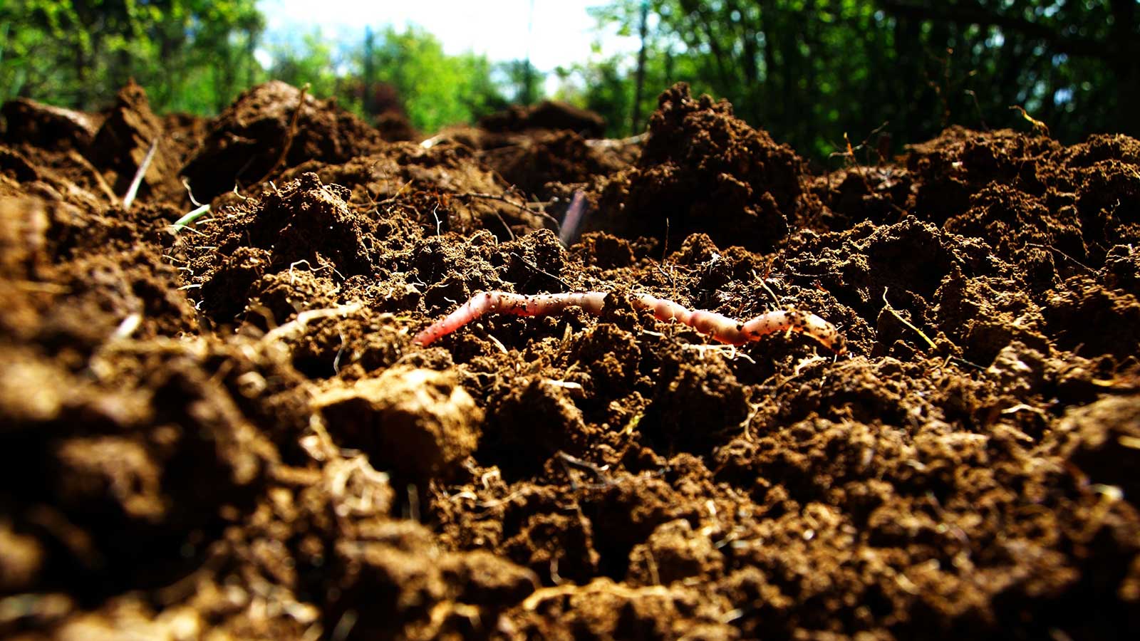 Living soil with organic matter and microorganisms.