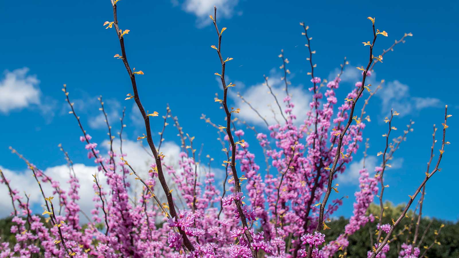 Pink blossoms on a blue sky for a spring scavenger hunt with tree buds, birds, and nature.